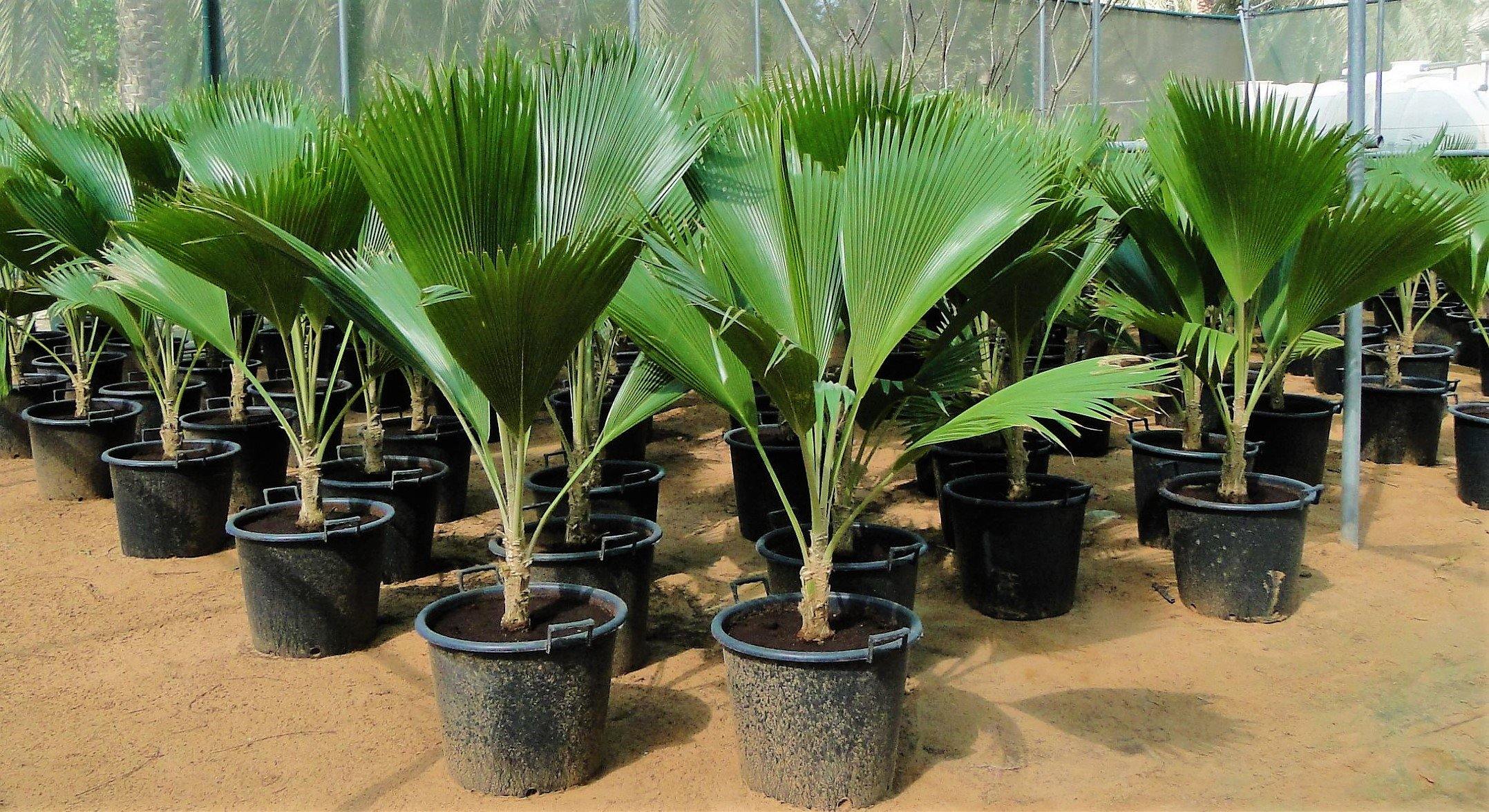 Fiji Fan Palm, Pritchardia Pacifica - Image 2