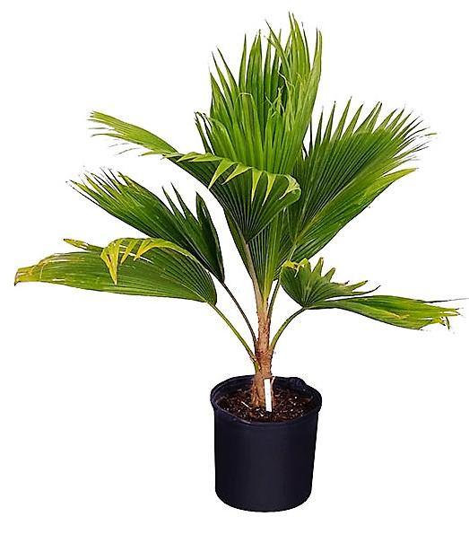 Fiji Fan Palm, Pritchardia Pacifica - Image 3