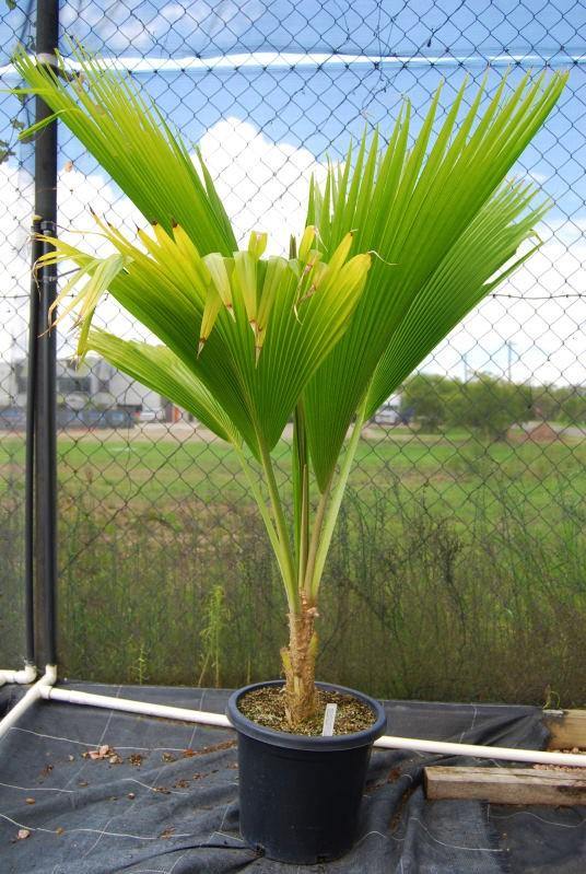 Fiji Fan Palm, Pritchardia Pacifica - Image 4