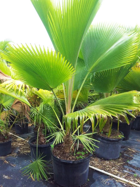 Fiji Fan Palm, Pritchardia Pacifica - Image 5