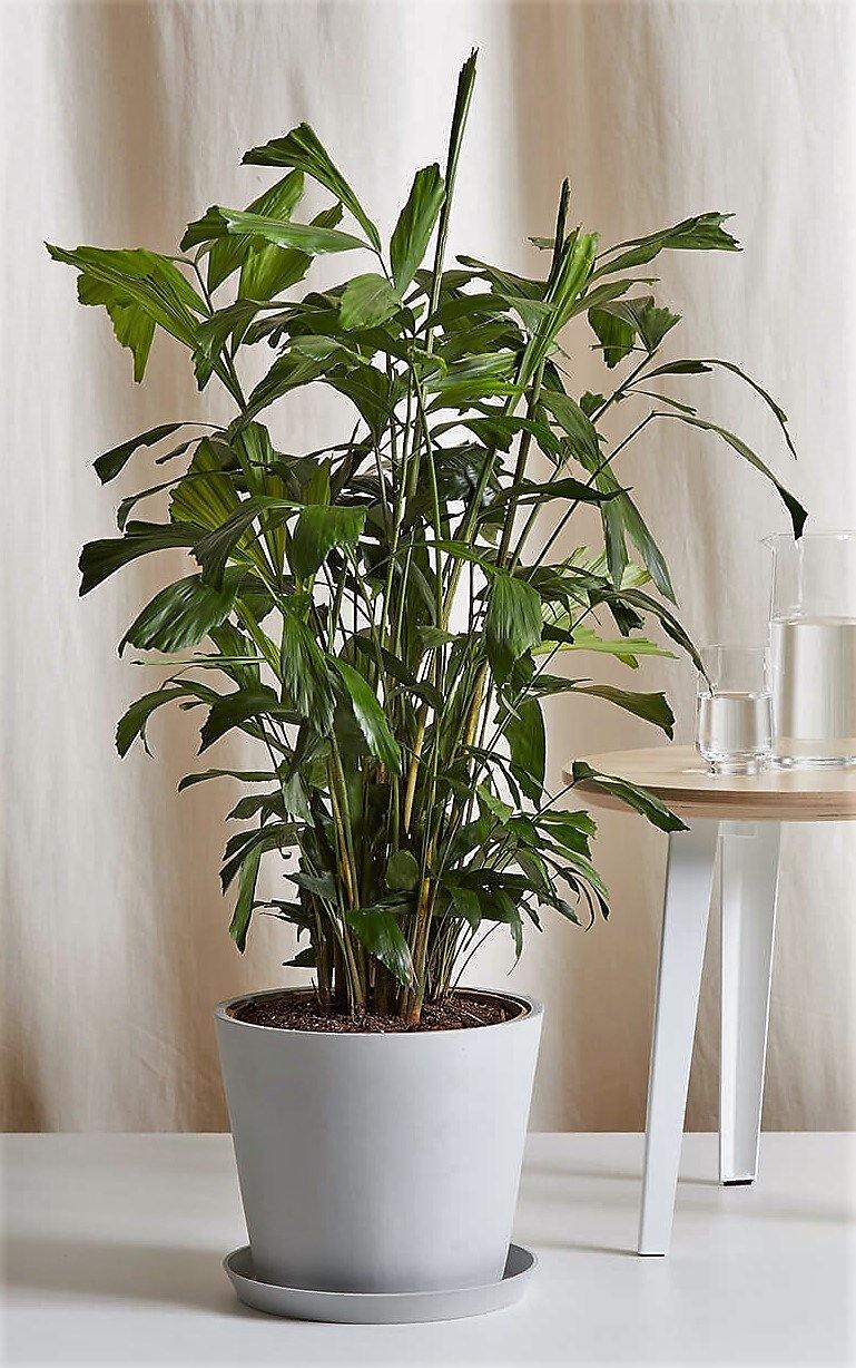 Fishtail Palm, Caryota Mitis - Image 3
