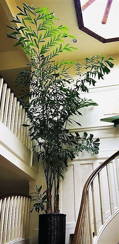 Fishtail Palm, Caryota Mitis - Image 4