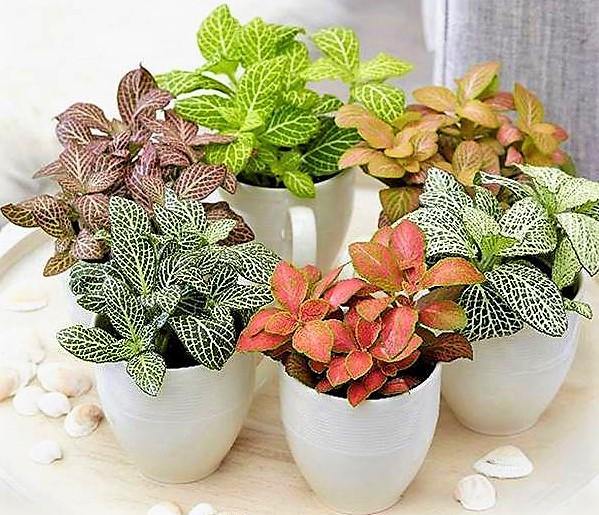 Fittonia , Nerve , Mosaic , Net Plant - Image 4