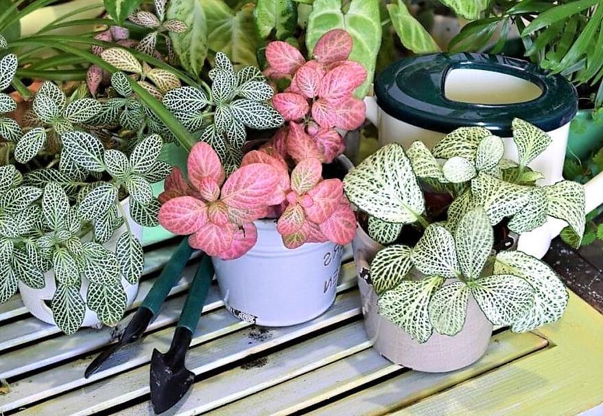 Fittonia , Nerve , Mosaic , Net Plant - Image 5