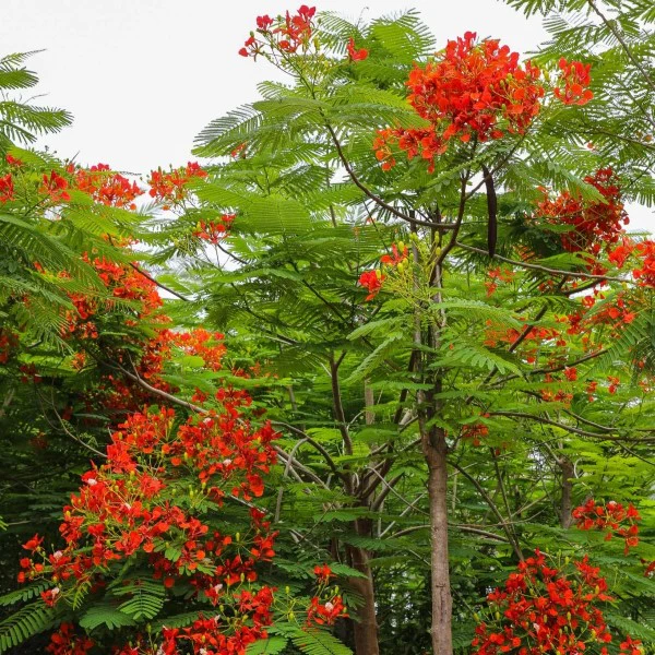 Flame Tree, Delonix Regia, Royal Poinciana - Image 3