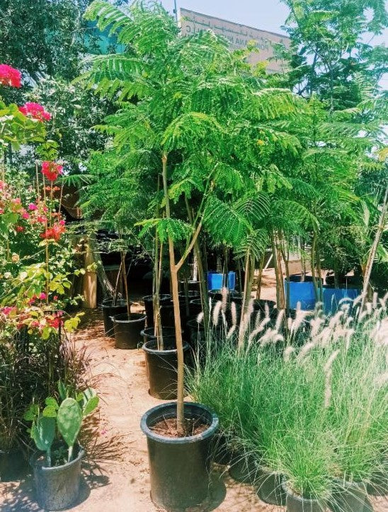 Flame Tree, Delonix Regia, Royal Poinciana - Image 4