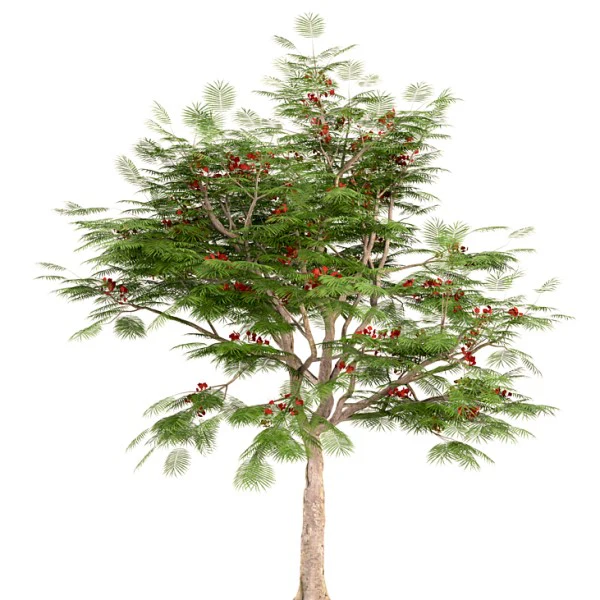Flame Tree, Delonix Regia, Royal Poinciana - Image 6
