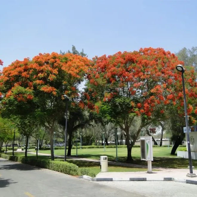 Flame Tree, Delonix Regia, Royal Poinciana - Image 8