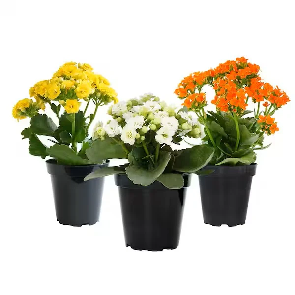 Flaming Katy, Kalanchoe blossfeldiana, indoor - Image 3