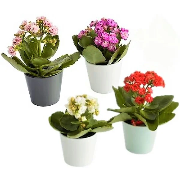 Flaming Katy, Kalanchoe blossfeldiana, indoor - Image 4