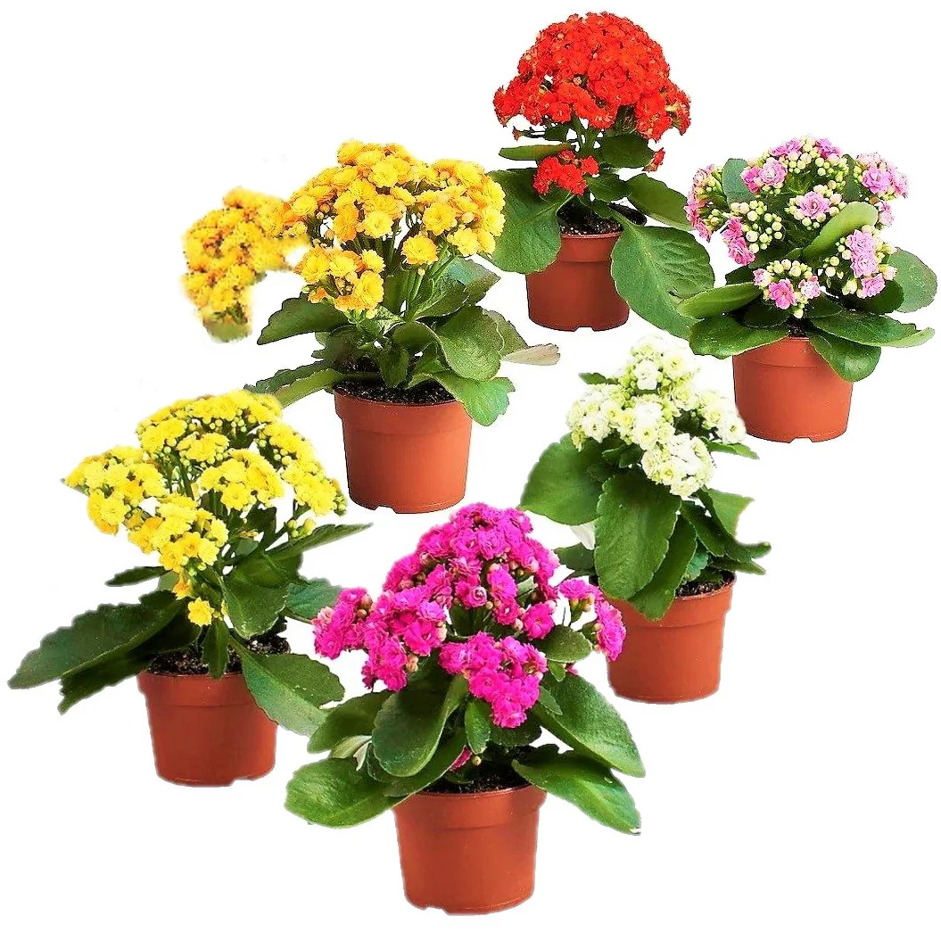 Flaming Katy, Kalanchoe blossfeldiana, indoor - Image 5