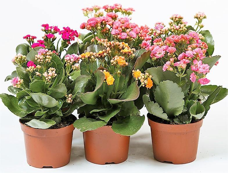 Flaming Katy, Kalanchoe blossfeldiana, indoor - Image 6