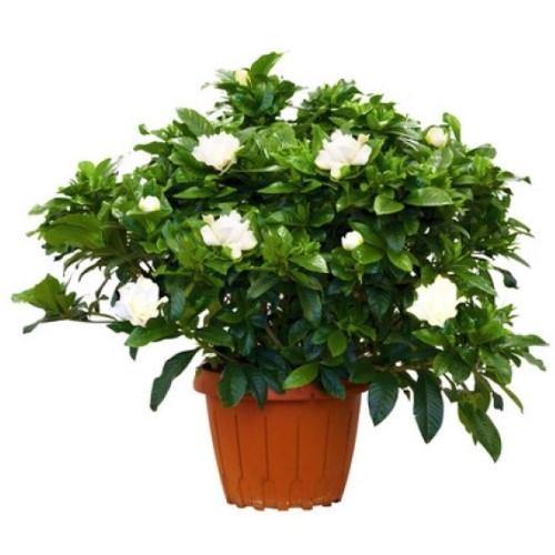 Gardenia Jasminoides, Cape Jasmine, Outdoor - Image 2