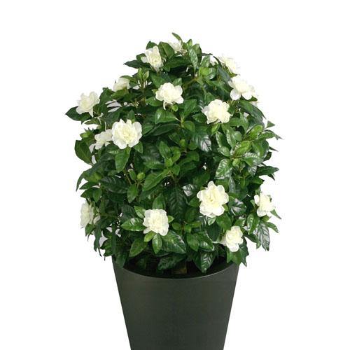 Gardenia Jasminoides, Cape Jasmine, Outdoor - Image 3