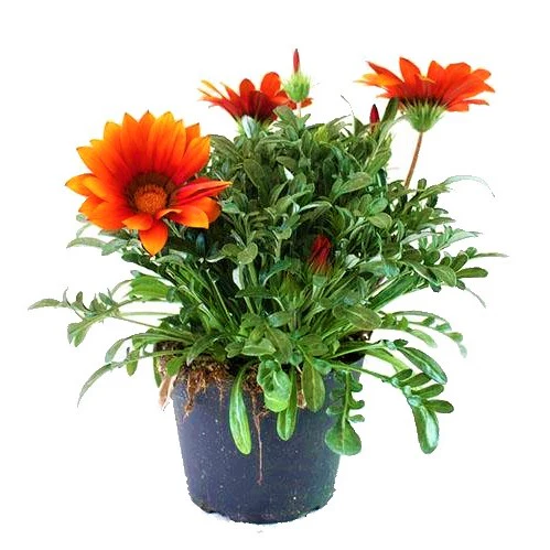 Gazania Flowering Plants - Image 2