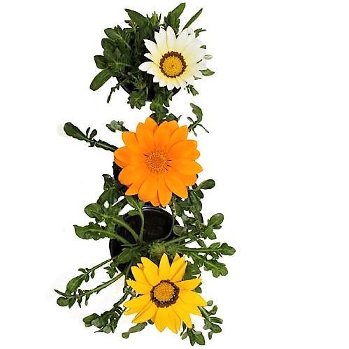 Gazania Flowering Plants - Image 3