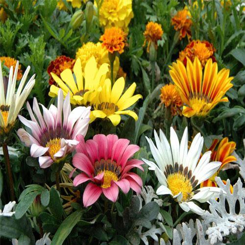 Gazania Flowering Plants - Image 4