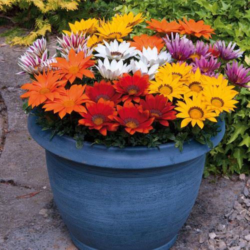Gazania Flowering Plants - Image 5