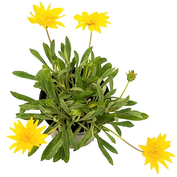 Gazania Uniflora, Treasure Flower (small) - Image 2