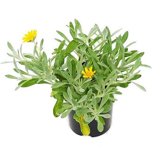 Gazania Uniflora, Treasure Flower (small) - Image 3