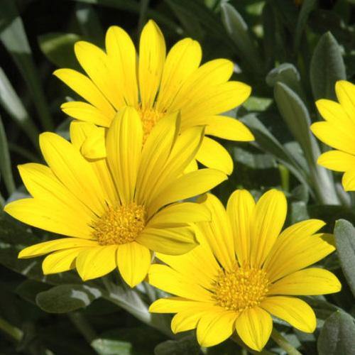 Gazania Uniflora, Treasure Flower (small) - Image 4