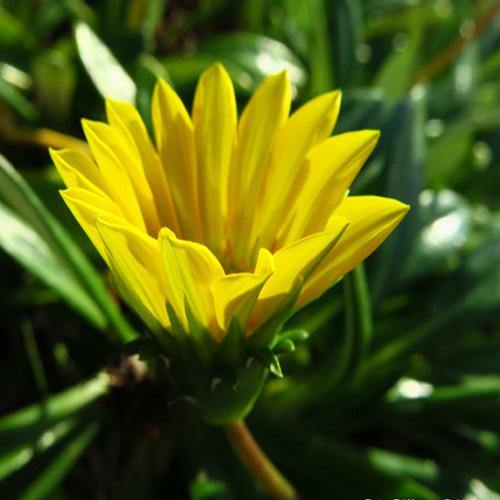 Gazania Uniflora, Treasure Flower (small) - Image 5
