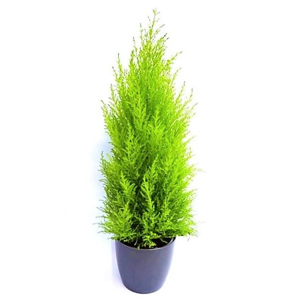 Goldcrest Wilma, Cupressus macrocarpa, Lemon Cyperus - Image 2