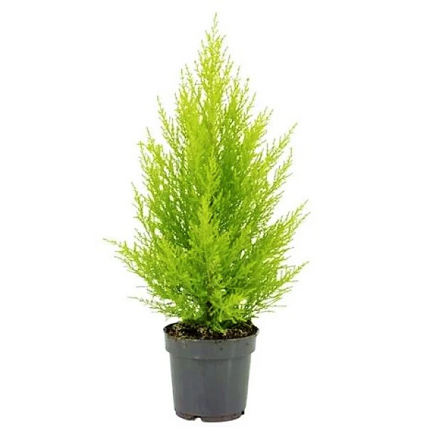 Goldcrest Wilma, Cupressus macrocarpa, Lemon Cyperus - Image 4