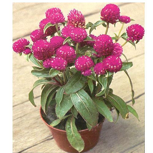 Gompherena Flowers (small) - Image 2