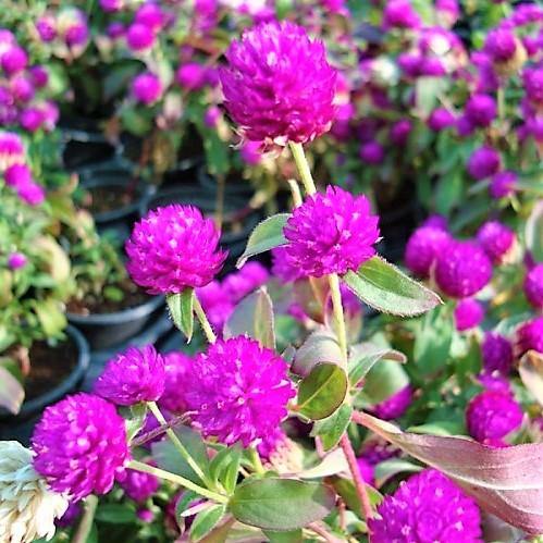 Gompherena Flowers (small) - Image 3