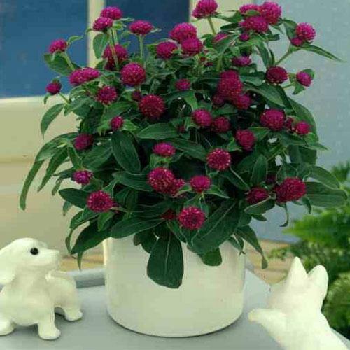 Gompherena Flowers (small) - Image 4
