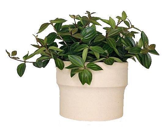 Green Leaf Peperomia , Peperomia Angulate - Image 3