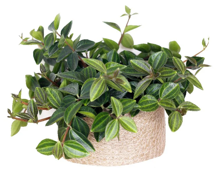 Green Leaf Peperomia , Peperomia Angulate - Image 4