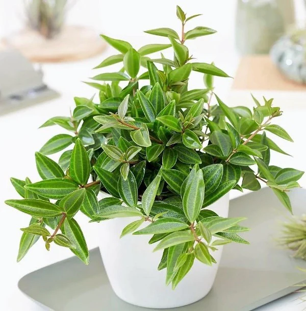 Green Leaf Peperomia , Peperomia Angulate - Image 5