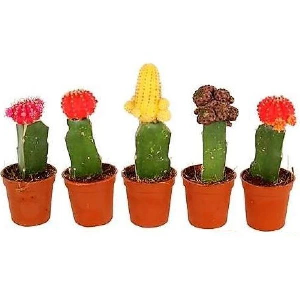 Gymnocalycium small 10-15cm - Image 2
