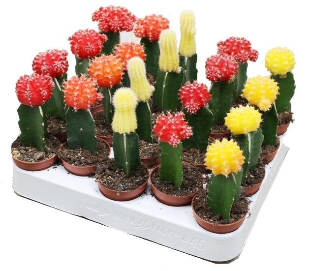 Gymnocalycium small 10-15cm - Image 3