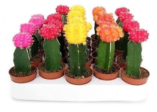 Gymnocalycium small 10-15cm - Image 4