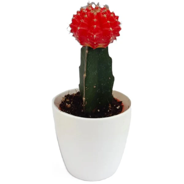Gymnocalycium small 10-15cm - Image 7