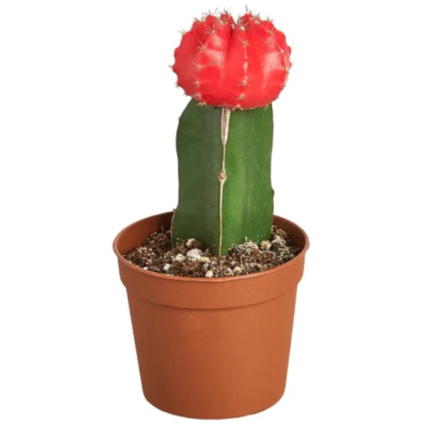 Gymnocalycium small 10-15cm - Image 8