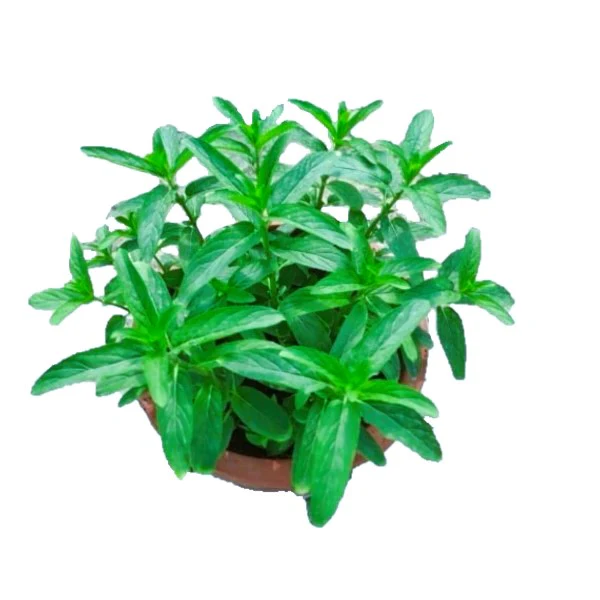 Herbs Vegetables Outdoor
