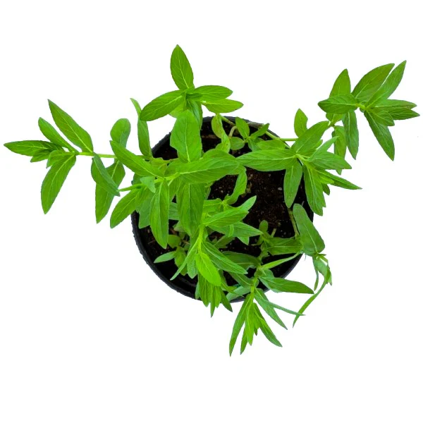 Habak, Mentha longifolia, Desert mint - Image 2