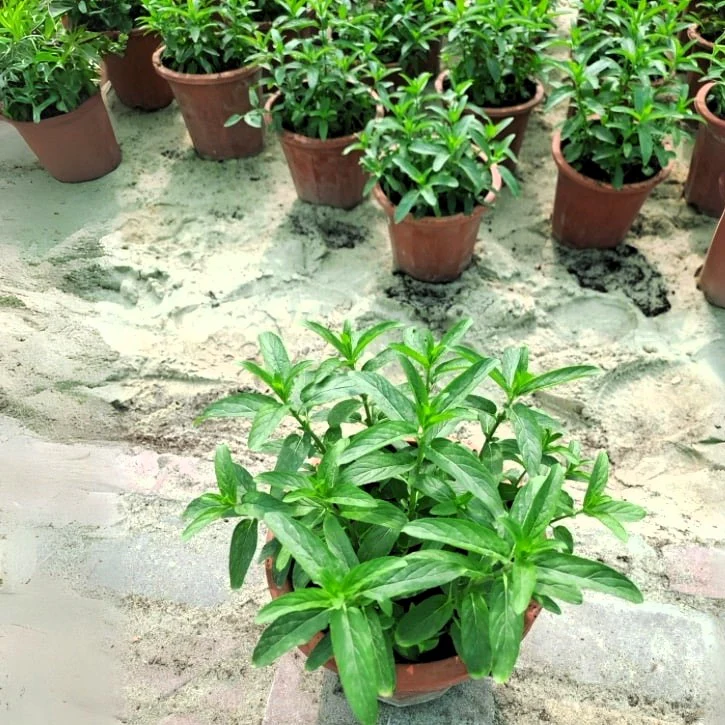 Habak, Mentha longifolia, Desert mint - Image 3