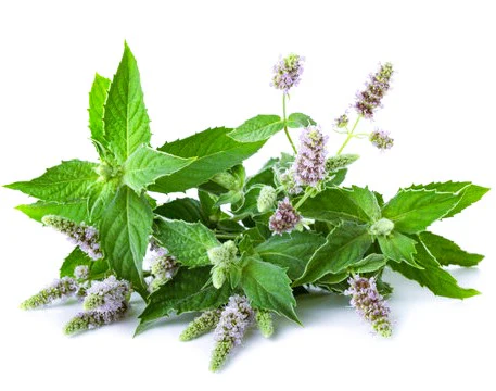 Habak, Mentha longifolia, Desert mint - Image 4