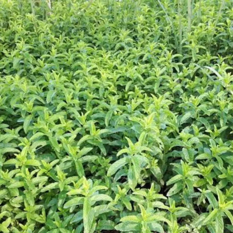 Habak, Mentha longifolia, Desert mint - Image 5