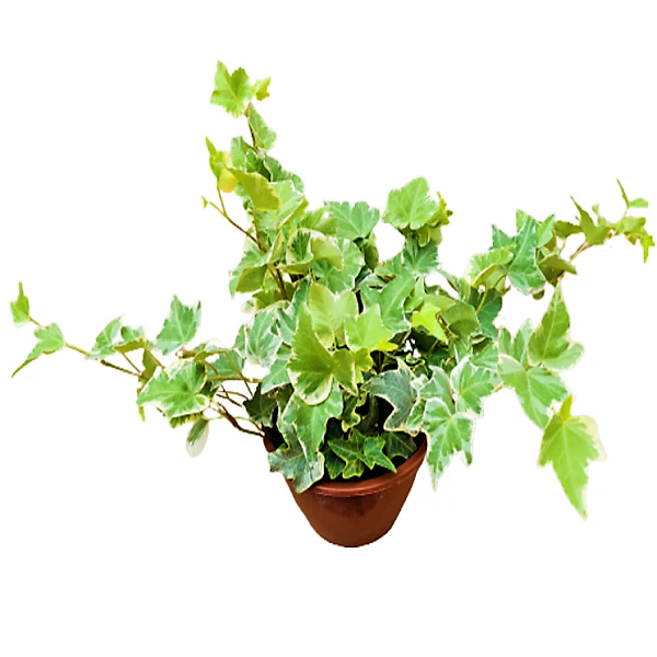 Hedera variegata, Variegated English Ivy - Image 2