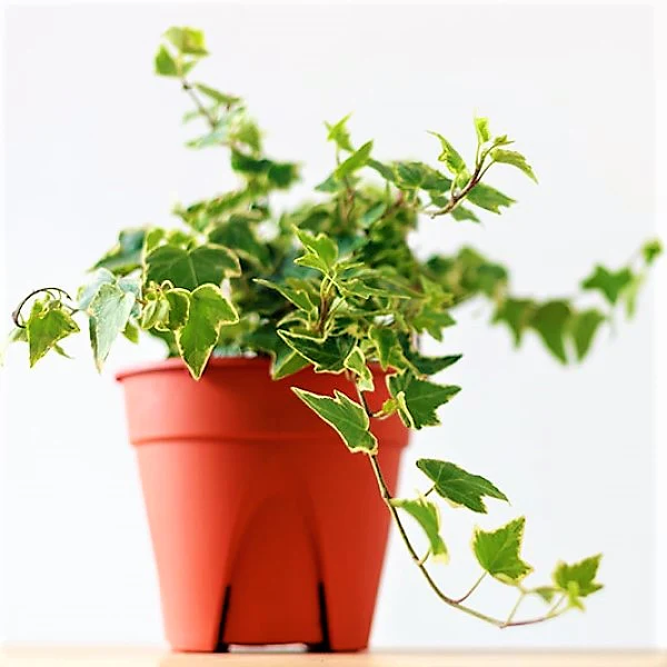 Hedera variegata, Variegated English Ivy - Image 3