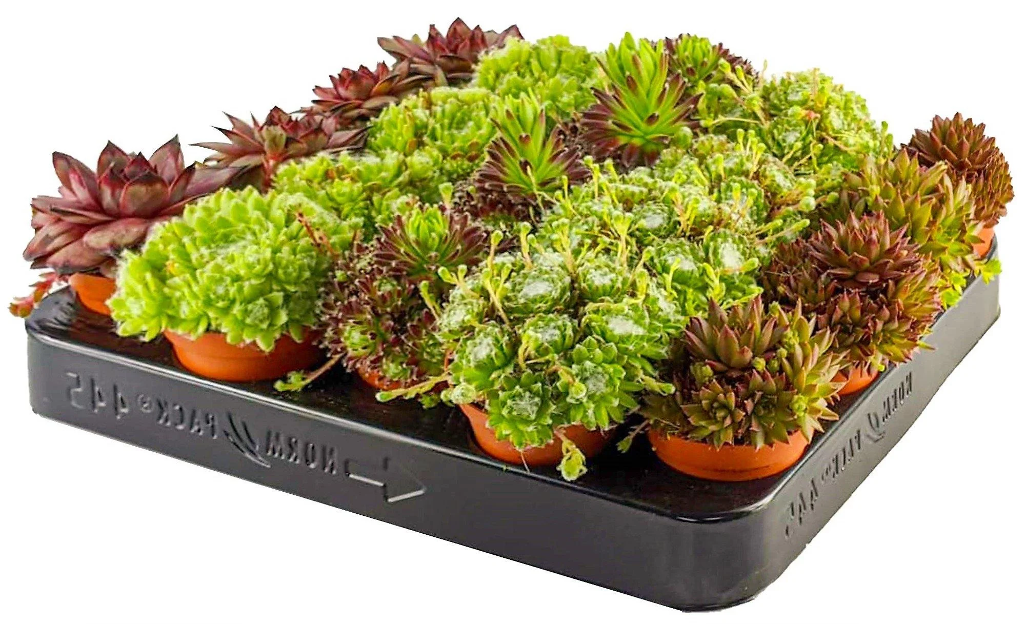 Hens & Chicks, Sempervivum, Houseleeks Mixed
