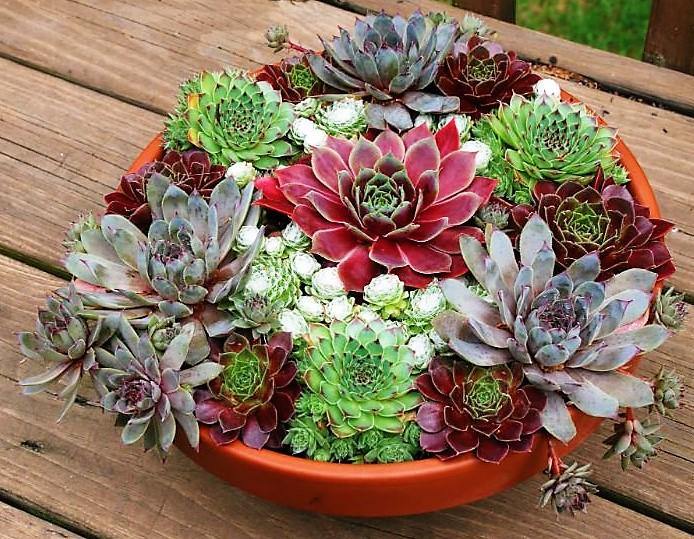 Hens & Chicks, Sempervivum, Houseleeks Mixed - Image 2