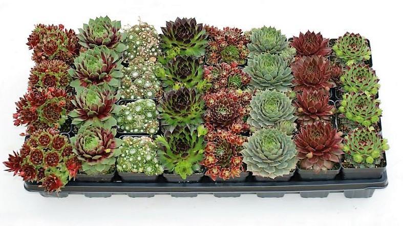 Hens & Chicks, Sempervivum, Houseleeks Mixed - Image 3