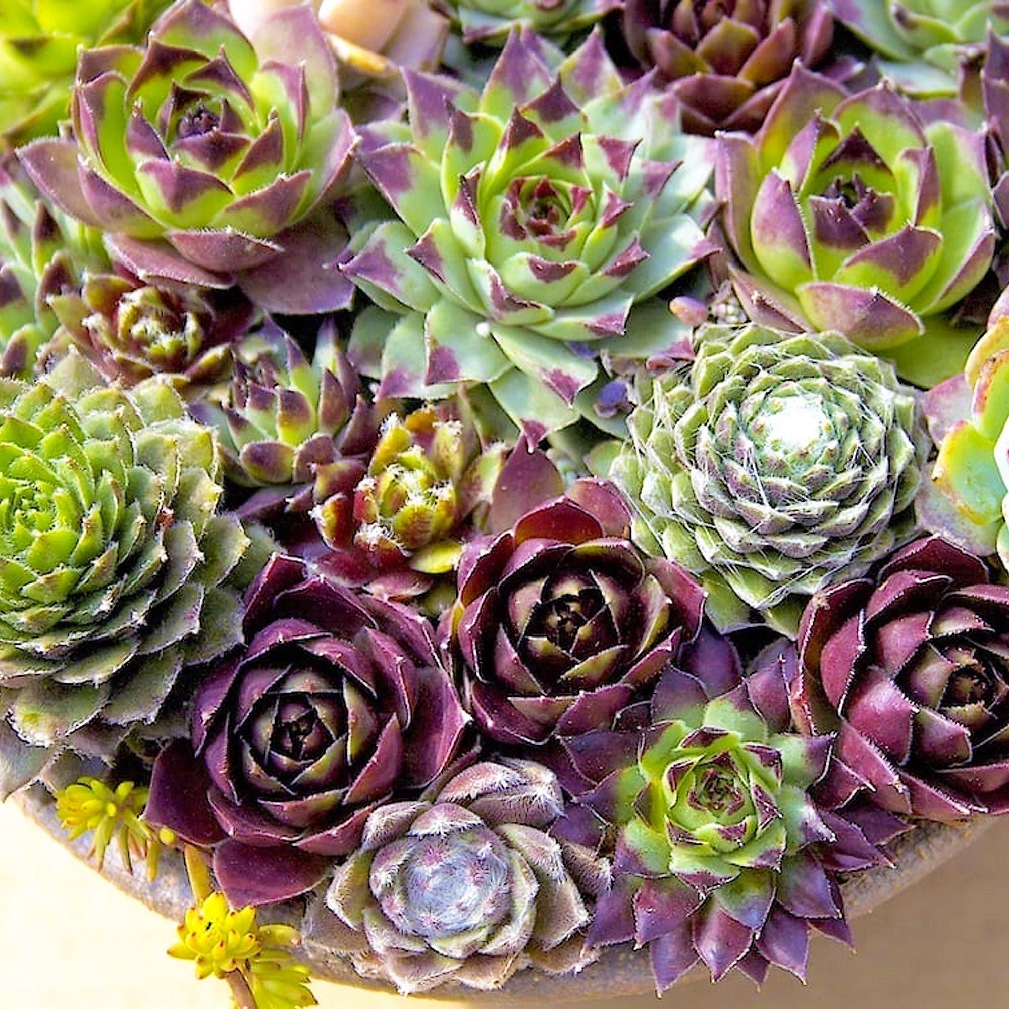 Hens & Chicks, Sempervivum, Houseleeks Mixed - Image 4